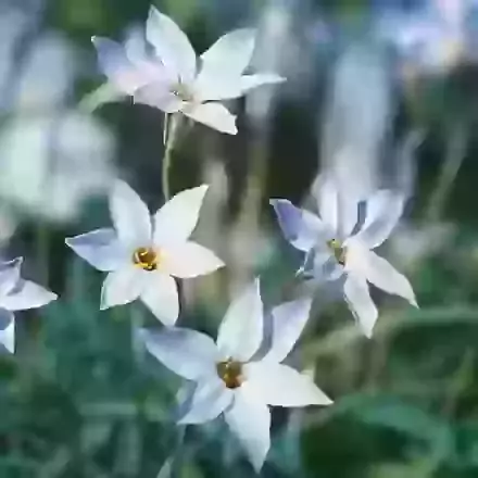 Umbellatum